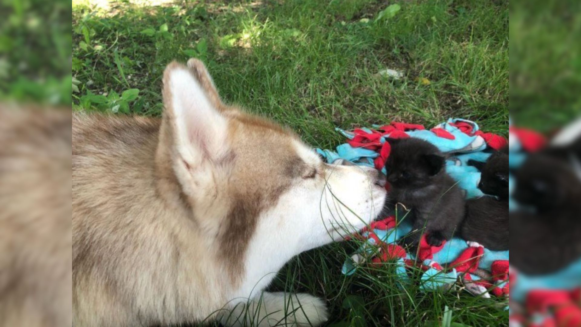 Dog and kitten