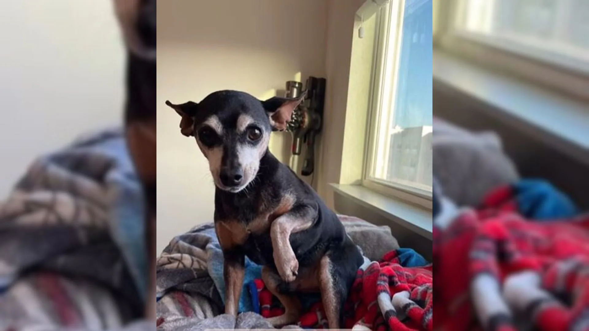 Un perro hilarante finge una lesión en una pata para llamar la atención de su padre