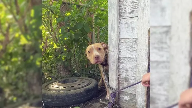Dog Who Was Chained Up To A House Can’t Contain His Excitement When He Sees His Rescuer