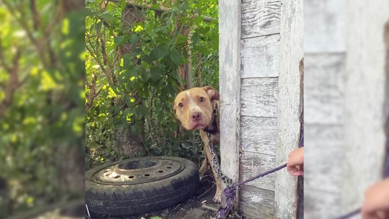 scared dog chained to a house