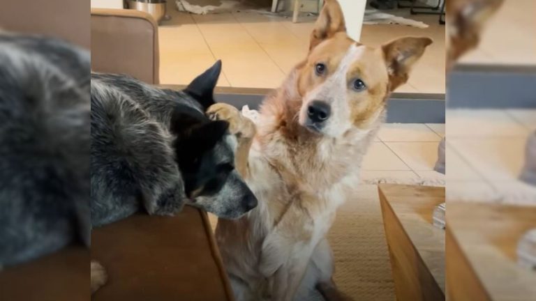 Dog Who Was Facing Euthanasia