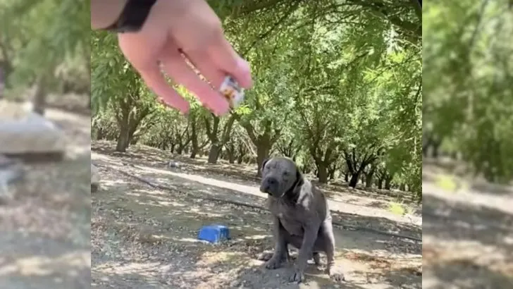 Dog Who Was Found Living On A Dirty Mattress Finally Has A Family He Deserves