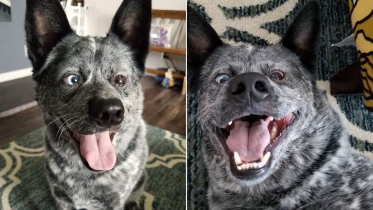 Dog with disabilities