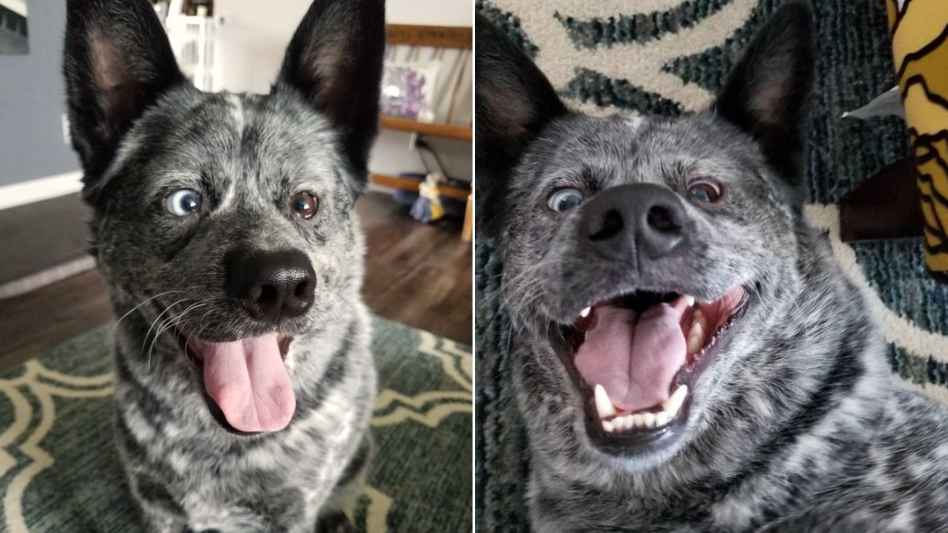 Dog with disabilities