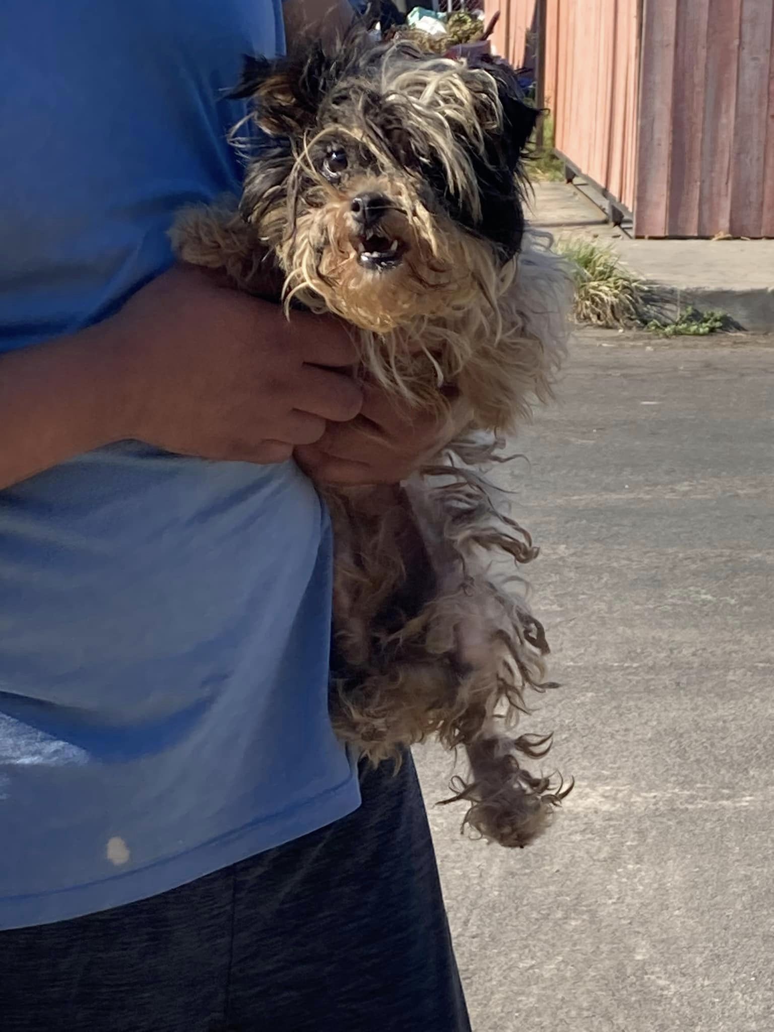 Dog in the hands of owner