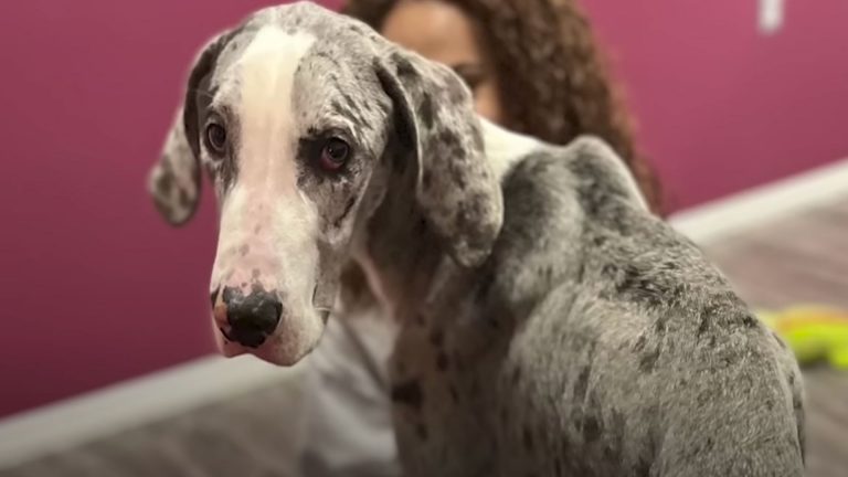 photo of a great dane dog