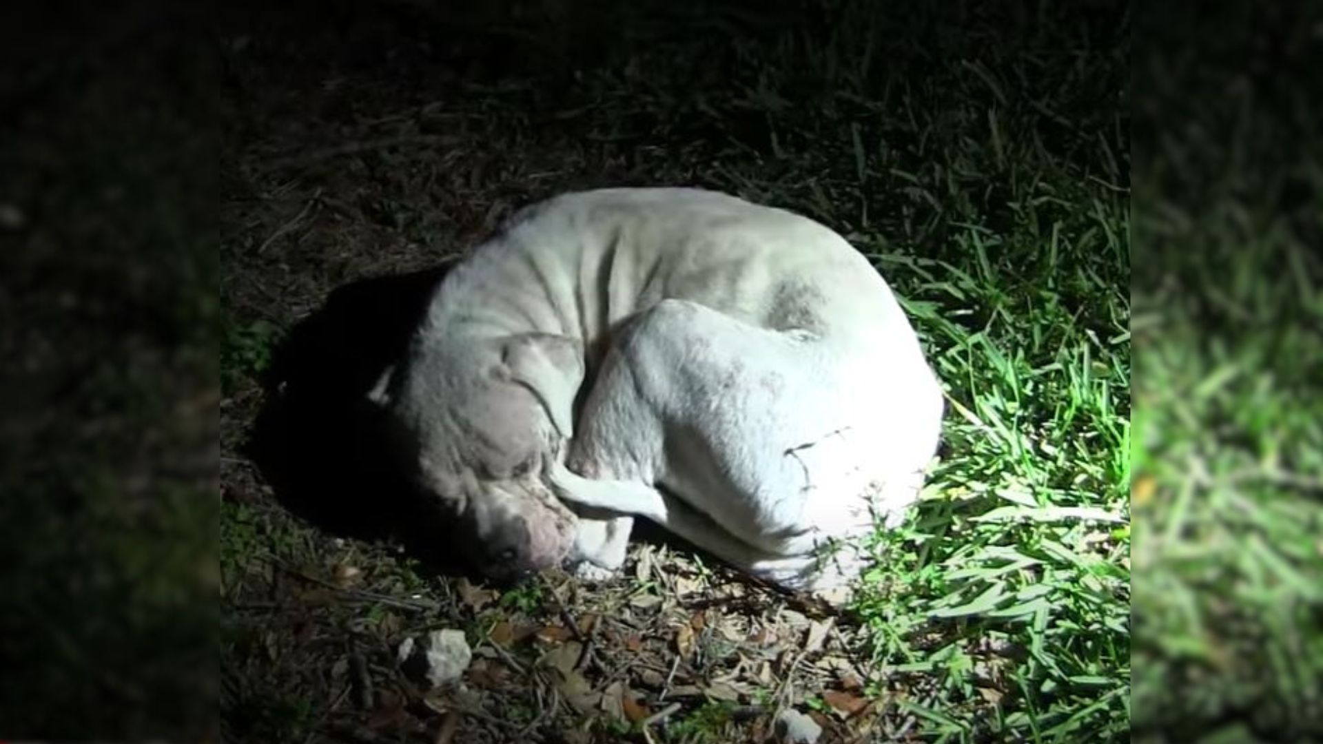 dog laying in a dark