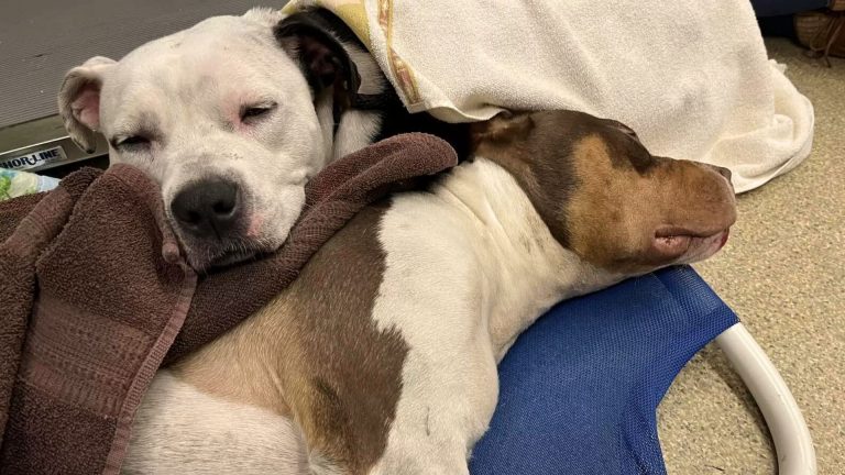 Faithful Dog Doesn’t Leave Her Best Friend