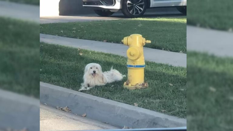 Faithful Dog sits where he last saw his owner