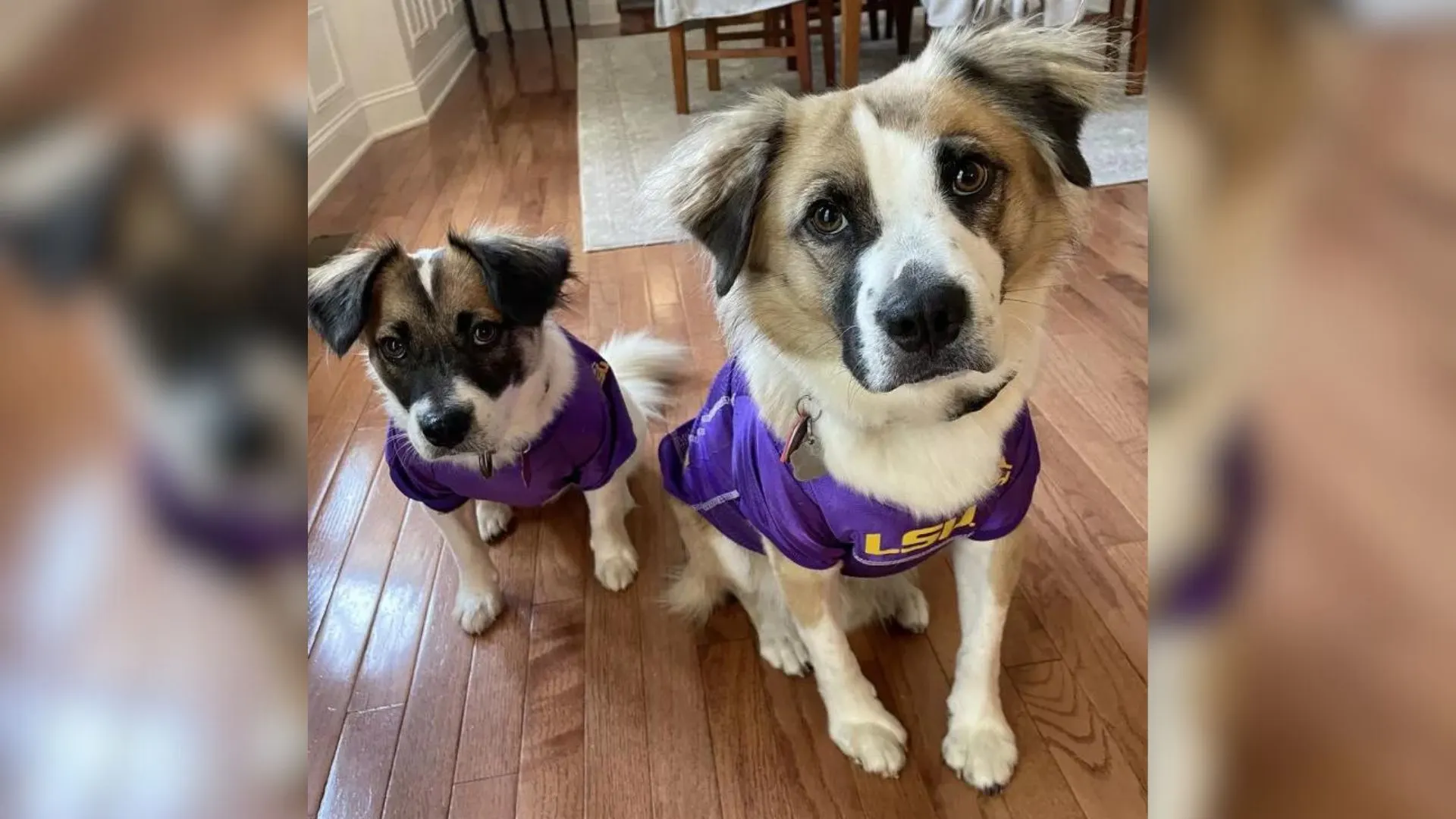 two cute dogs posing for picture