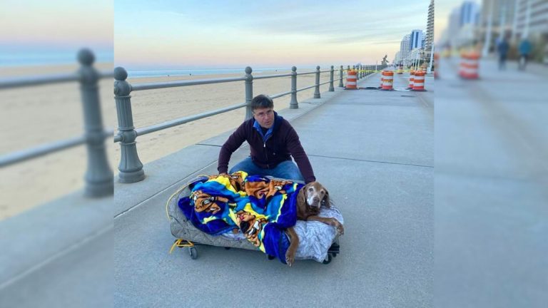 dog in a bed on shore