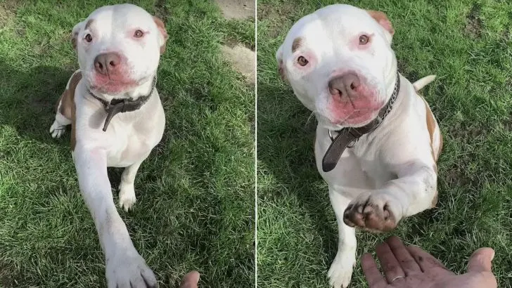 Family Leaves Their Dog On The Street Because They Don’t Want Him Anymore