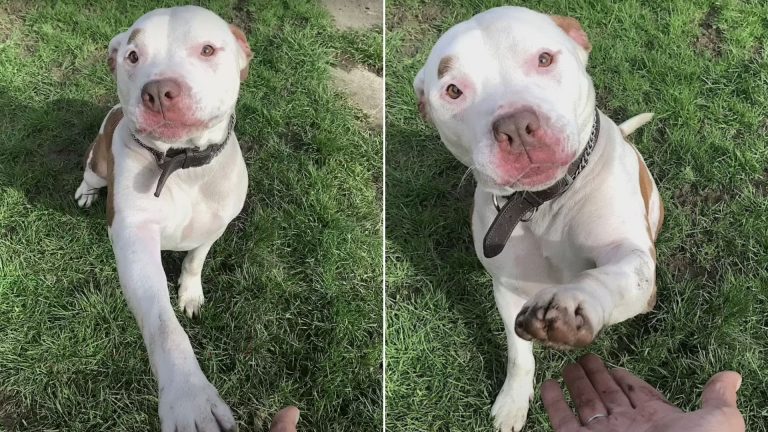 abandoned dog sitting on grass