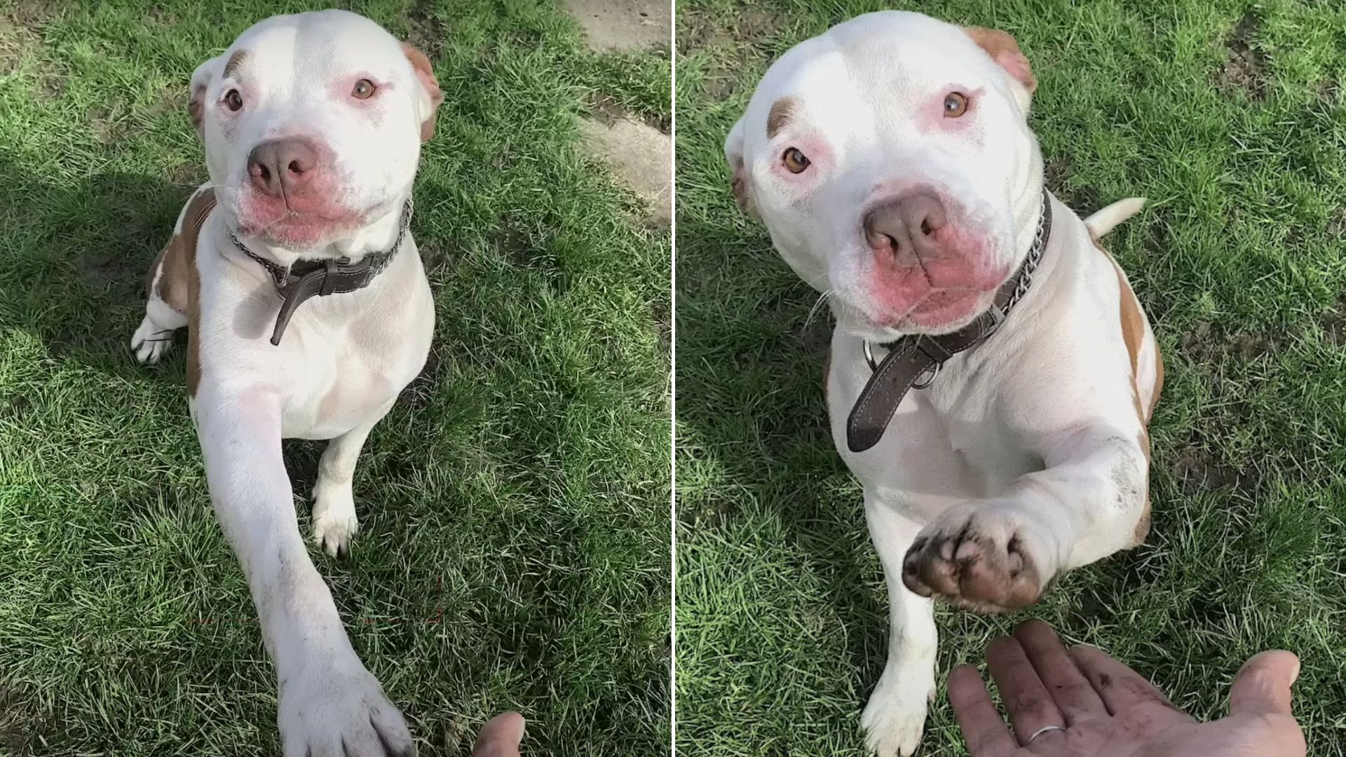 abandoned dog sitting on grass