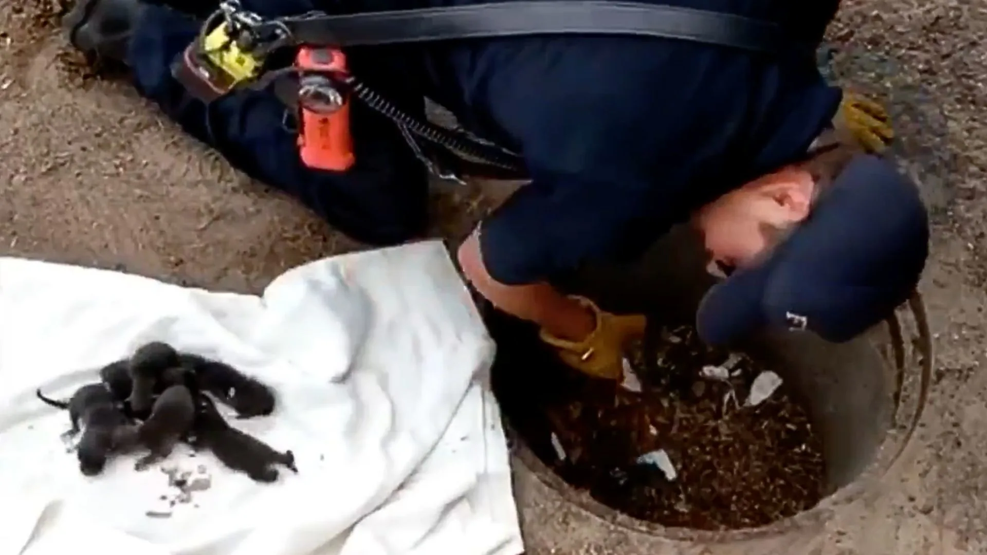Puppies Saved By Firefighters Turn Out Not To Be Puppies At All