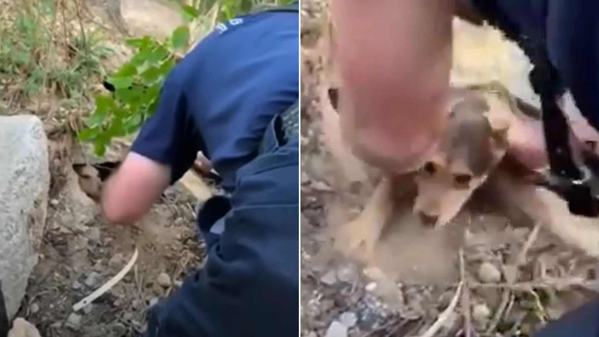 Fireman Rescues Puppy Trapped Under Concrete