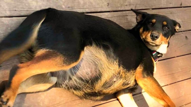 pregnant dog