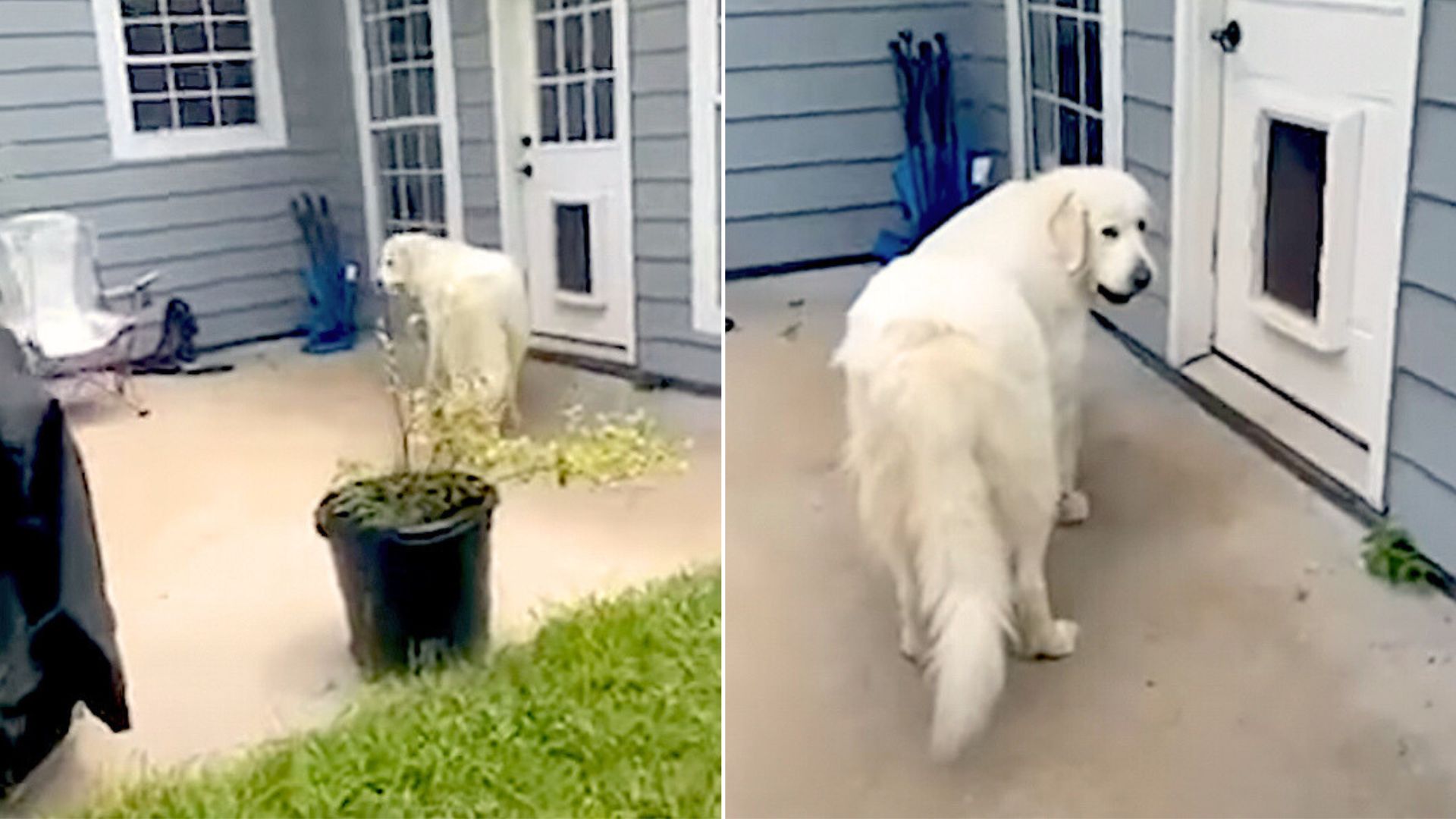 Friendly Dog Tries To Sneak In Unusual Friend Into The House Before Mom Sees Her