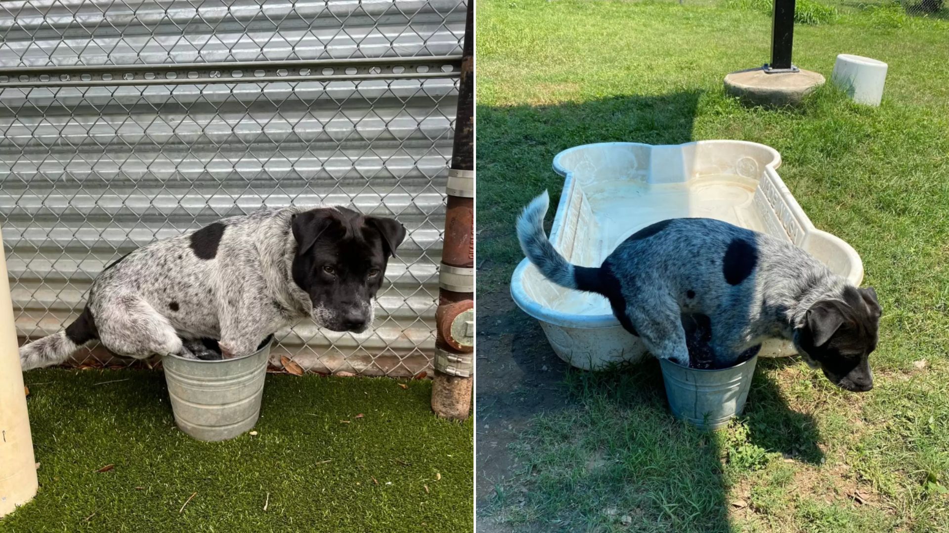 dog in a bucket