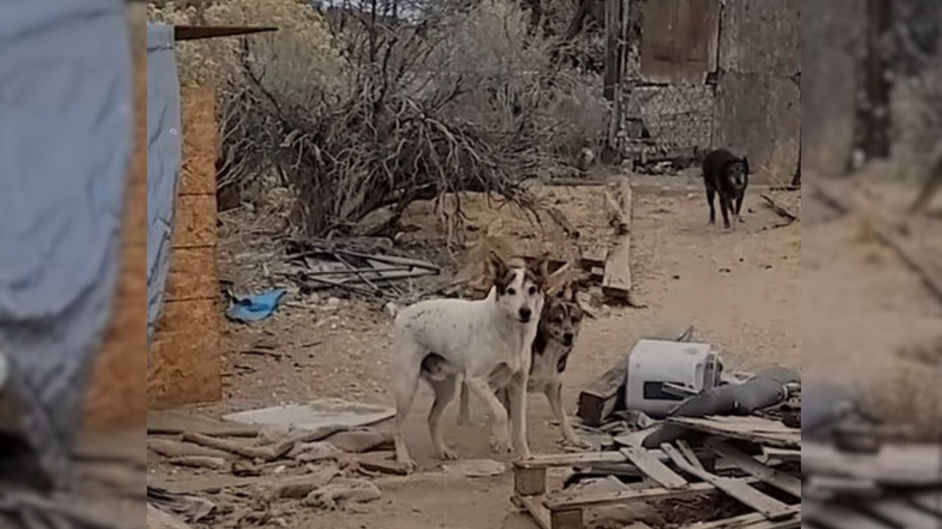 stray dogs