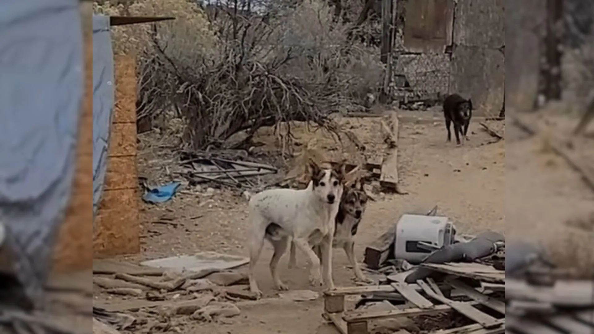 Guy Finally Manages To Win Over A Stray Dog After Months Of Trying