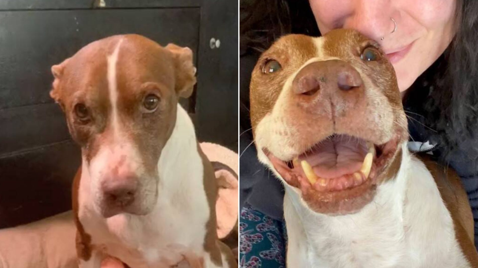 happy dog