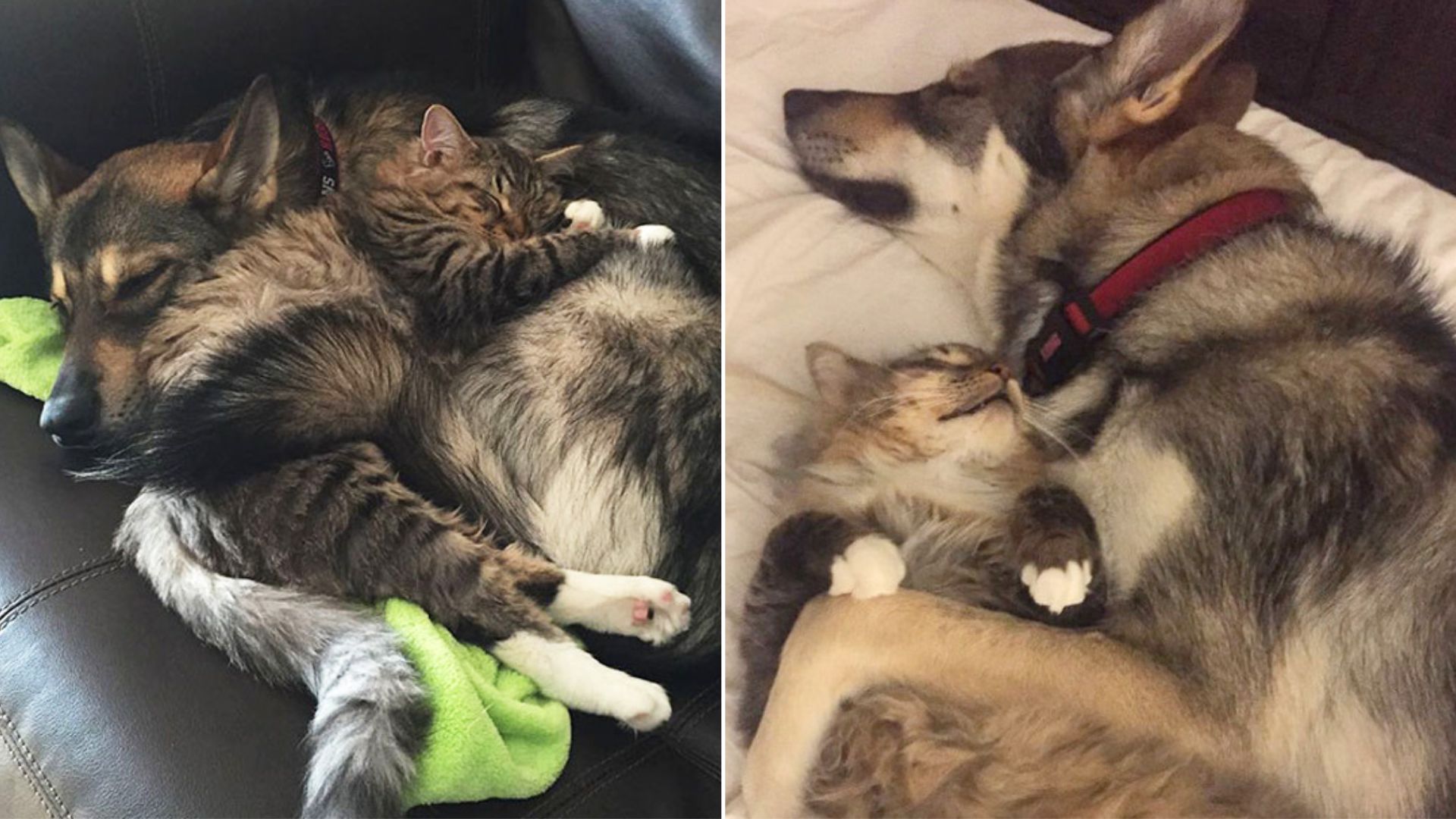 Husky Picks Out Her Own Shelter Kitten
