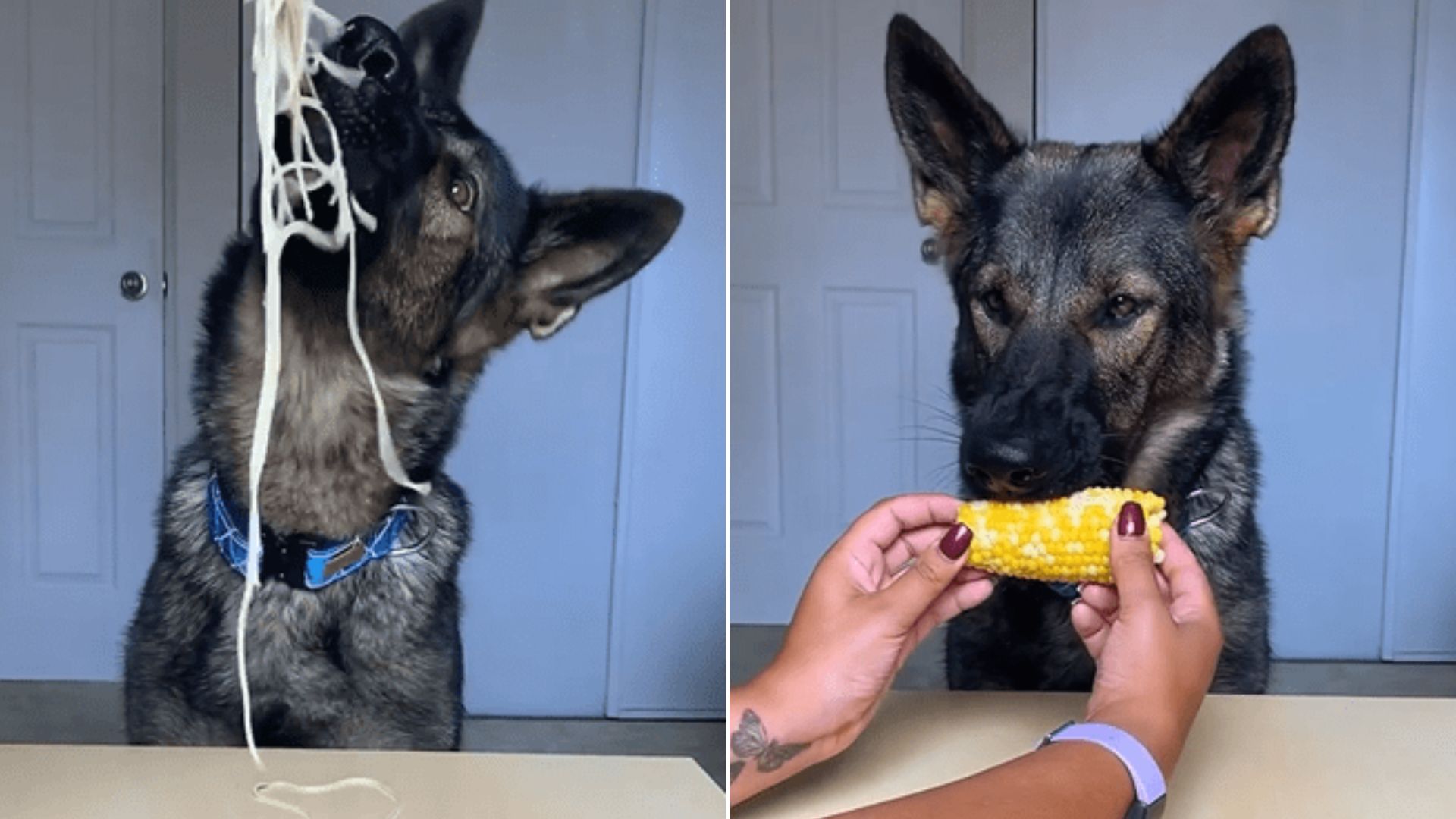 Sable German Shepherd the best food critic