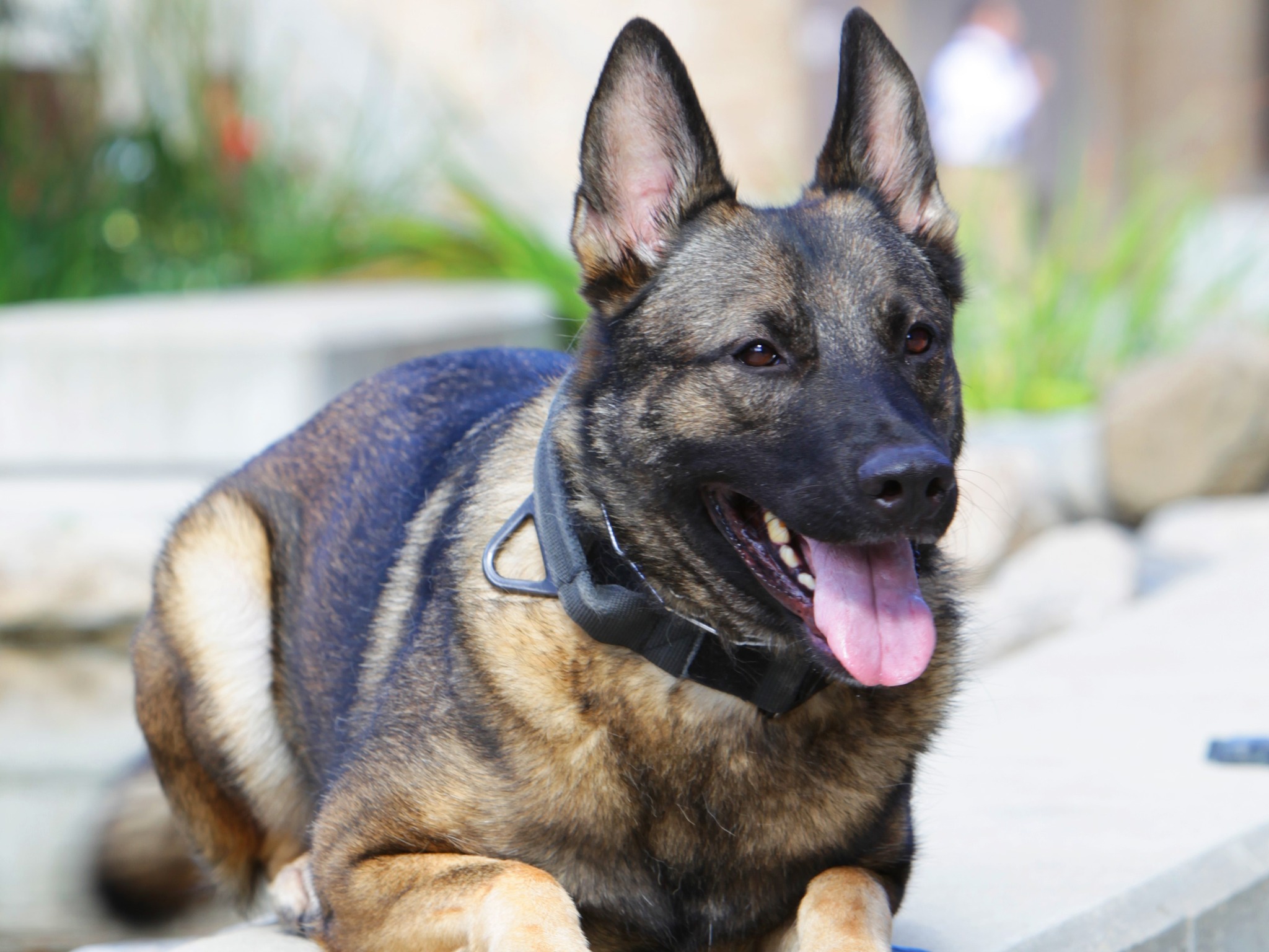K-9 dog maya