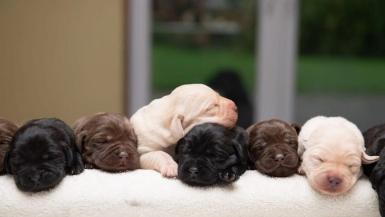 A Labrador Retriever gave birth to the rarest litter