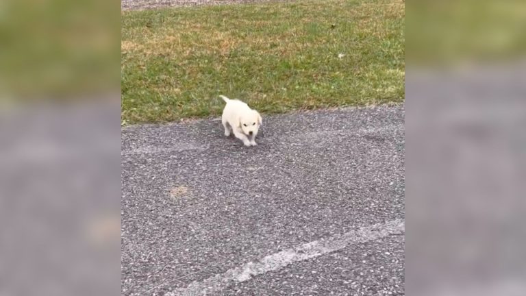 white dog on the road