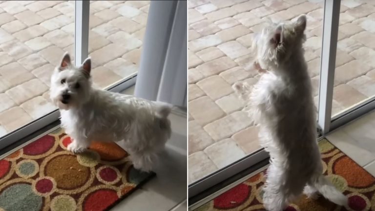 Little Dog Gets Super Excited