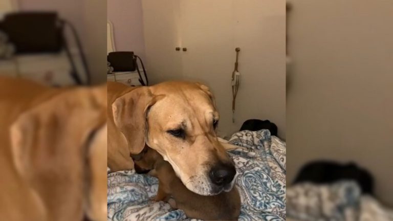 dog laying on the bed