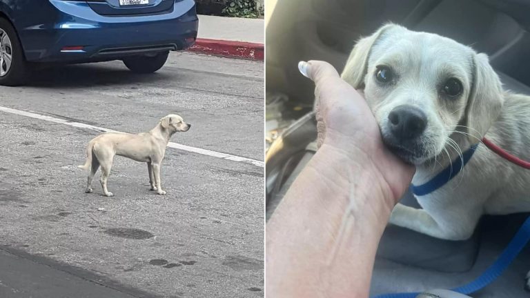 Loyal Dog Spends 10 Days In Front Of The Hospital