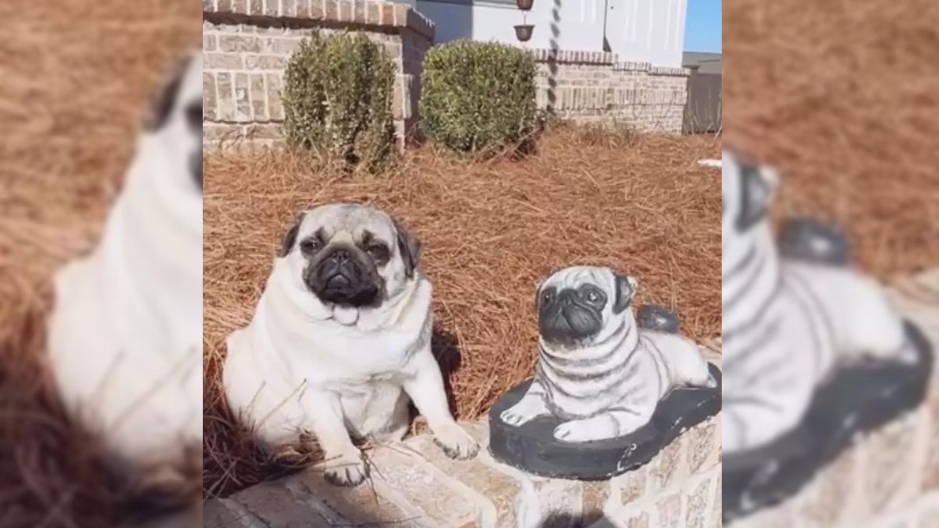 maggie fell in love with statue