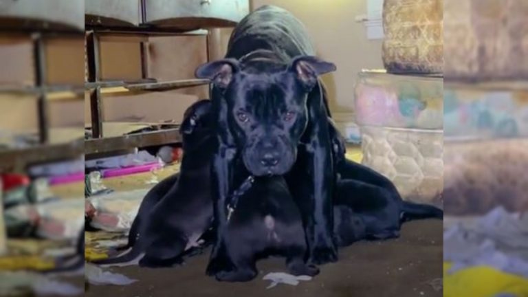 dog and her puppies