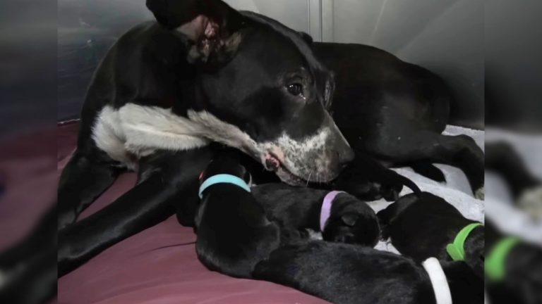 mama dog reunited with her baby