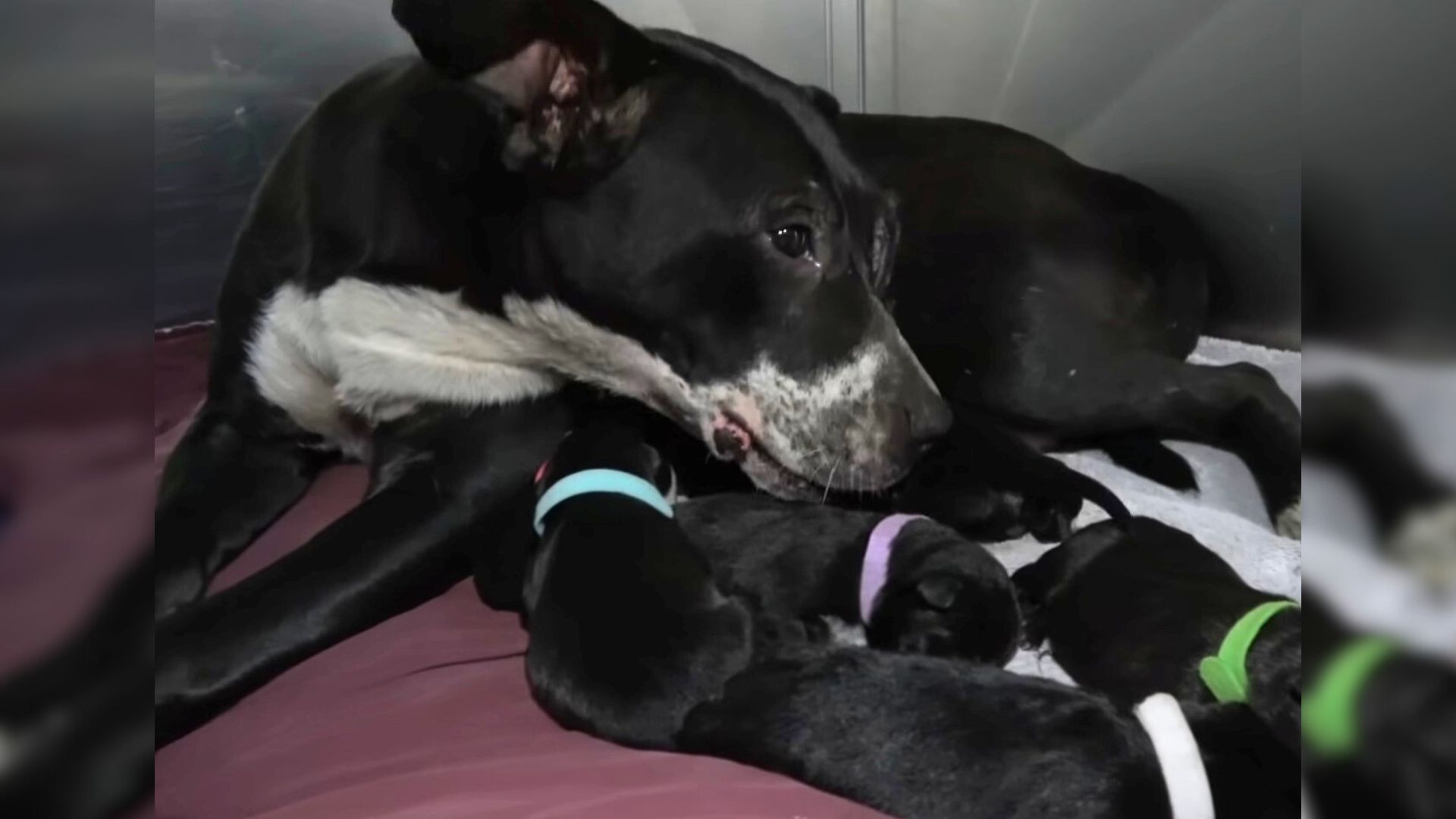 mama dog reunited with her baby