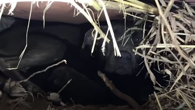 dog hiding in a burrow