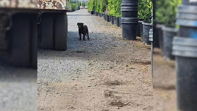 puppy in garden