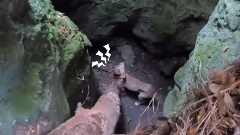 dog in a cave