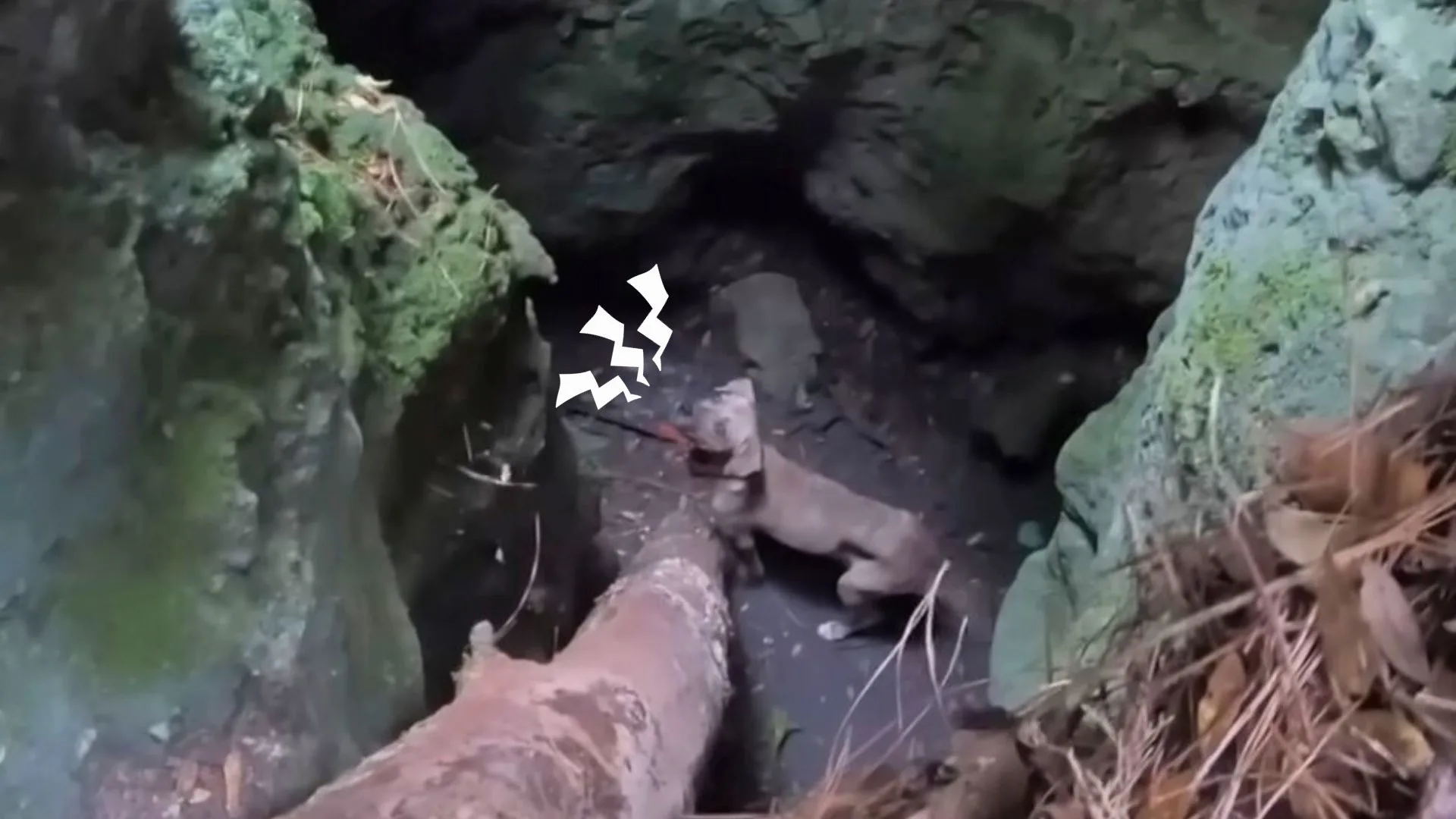 dog in a cave