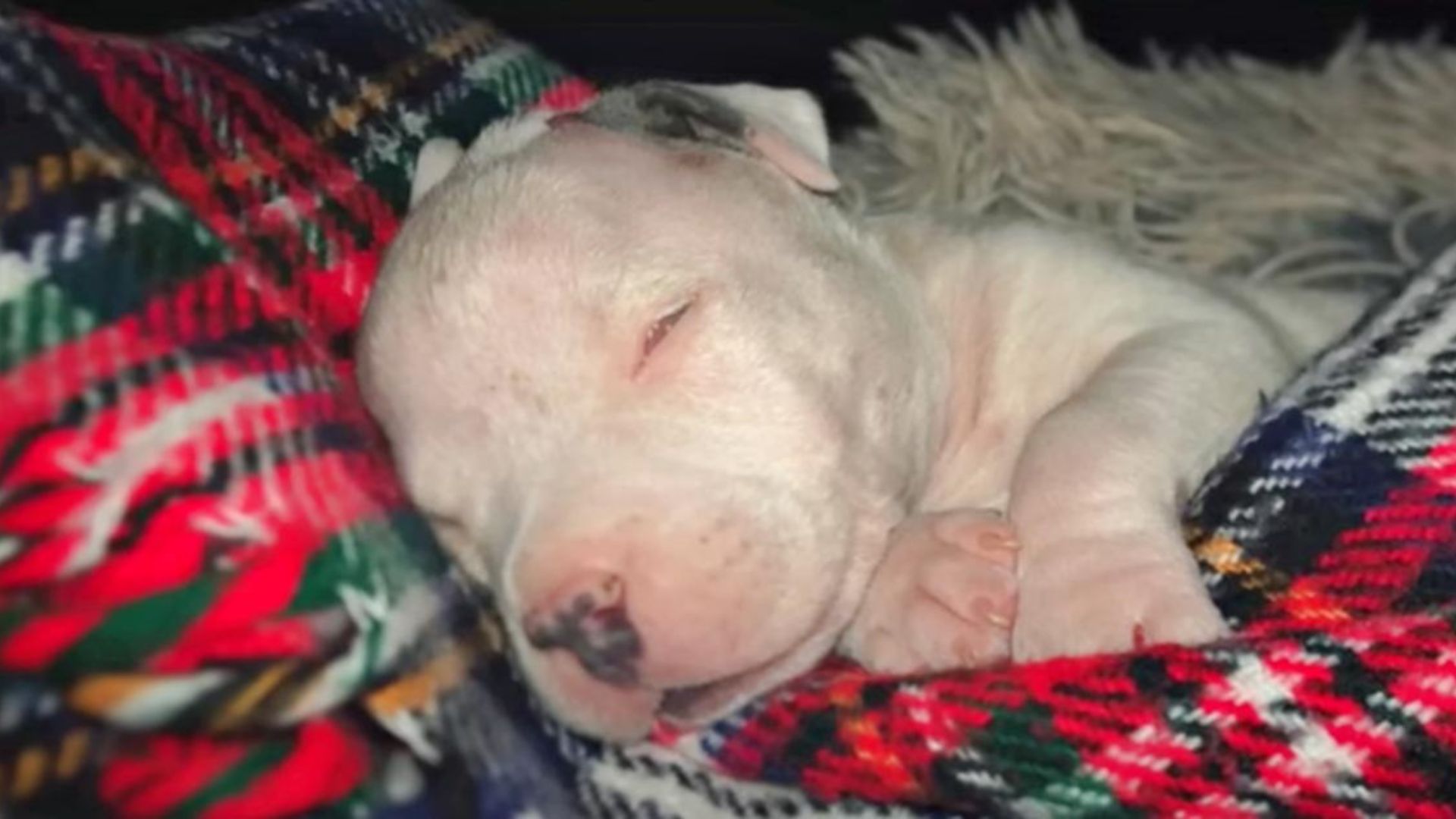 too cute puppy sleeping