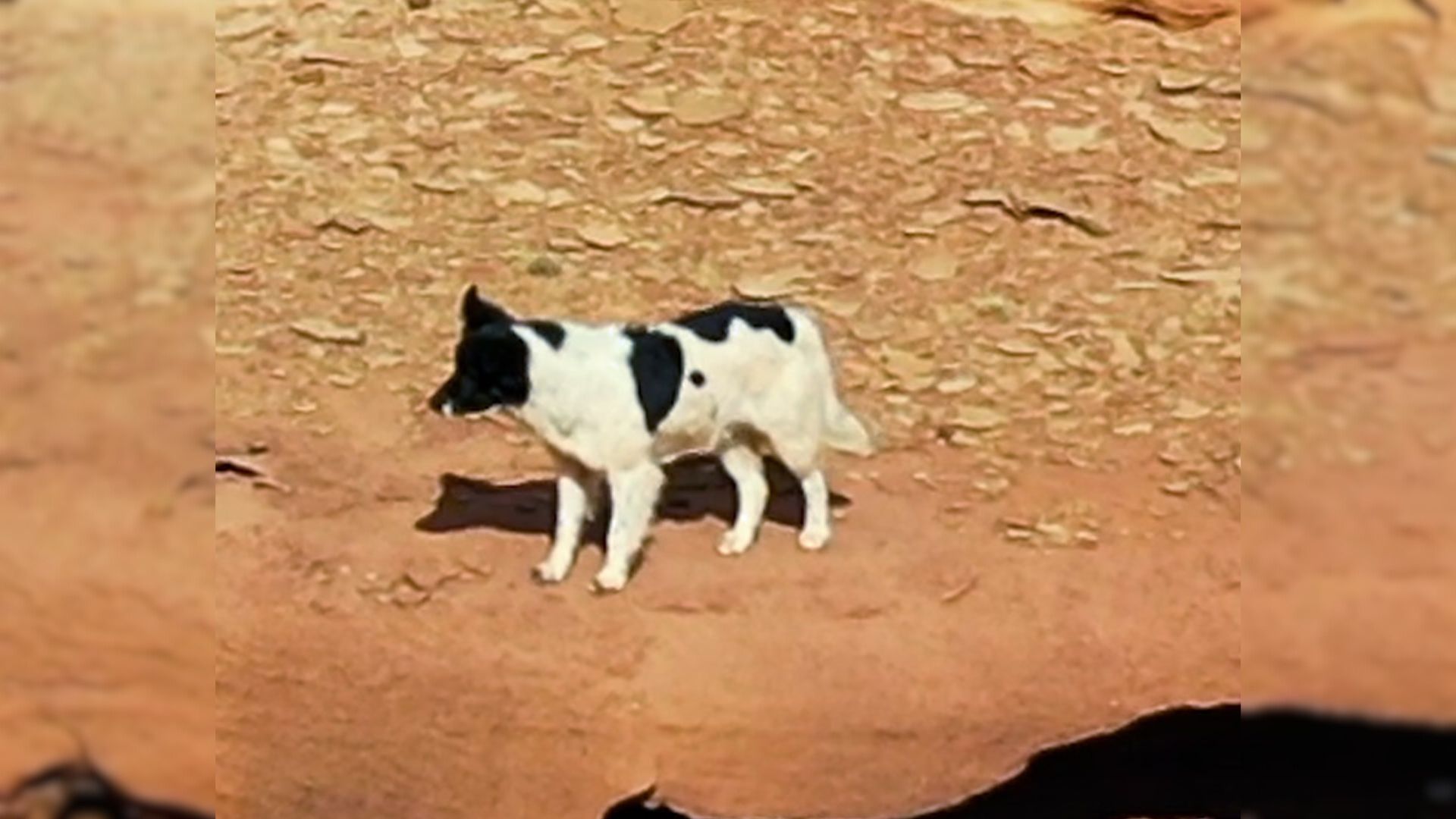 dog walking in desert