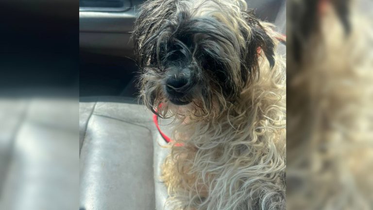 cute dog sitting in the car