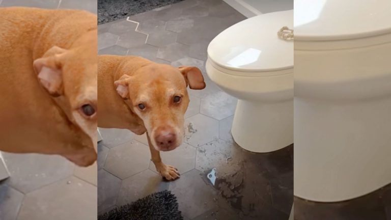 dog in bathroom