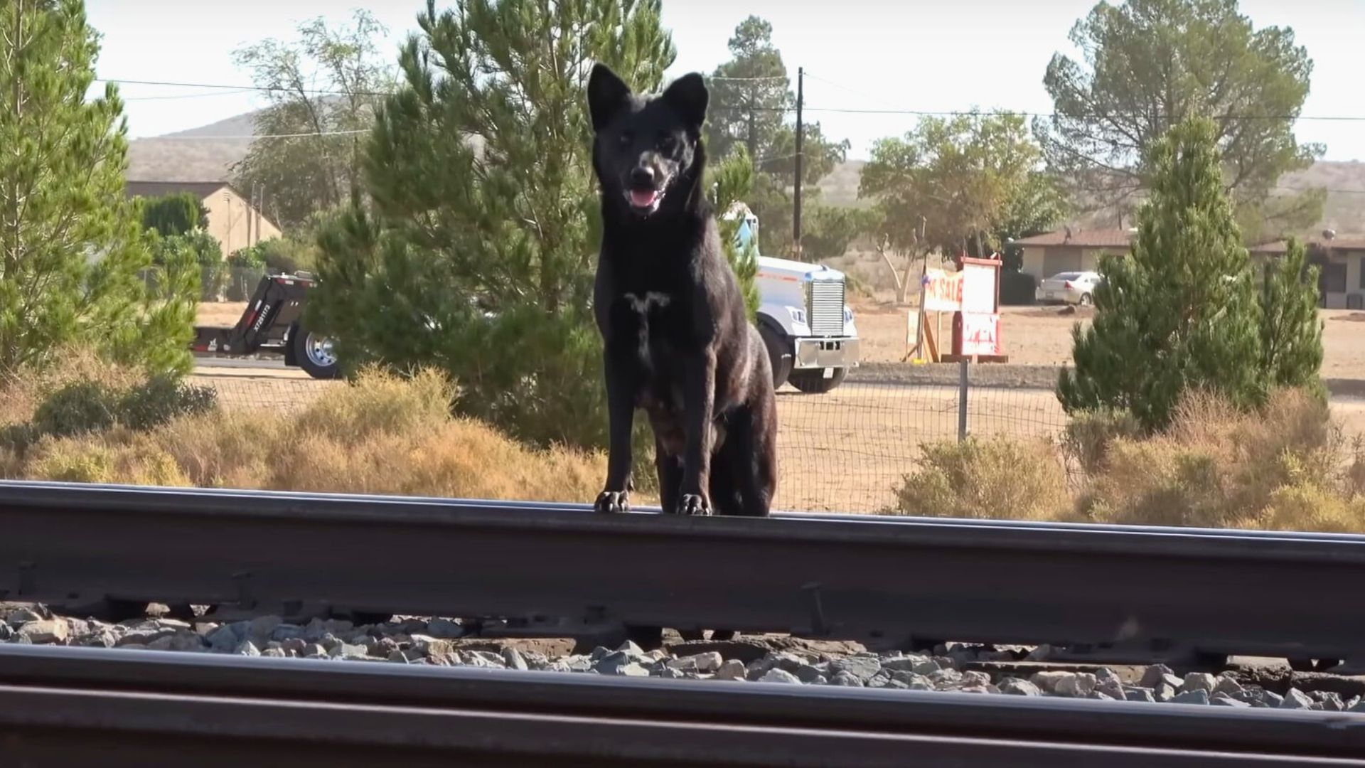 black dog standing on a railroad