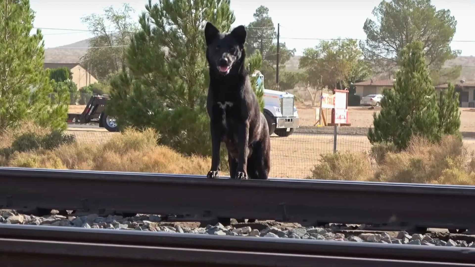 Mamá perrita sigue cruzando las concurridas vías del tren en busca de comida para sus bebés