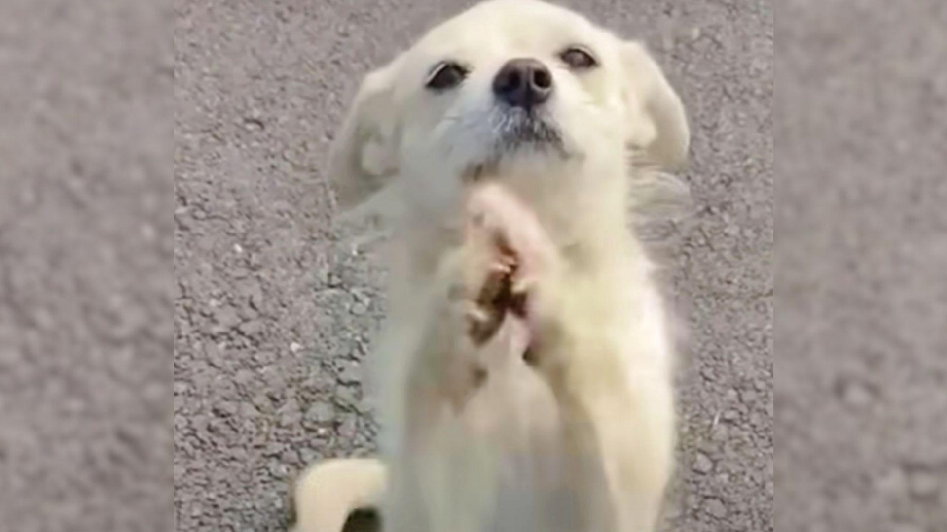 dog begs