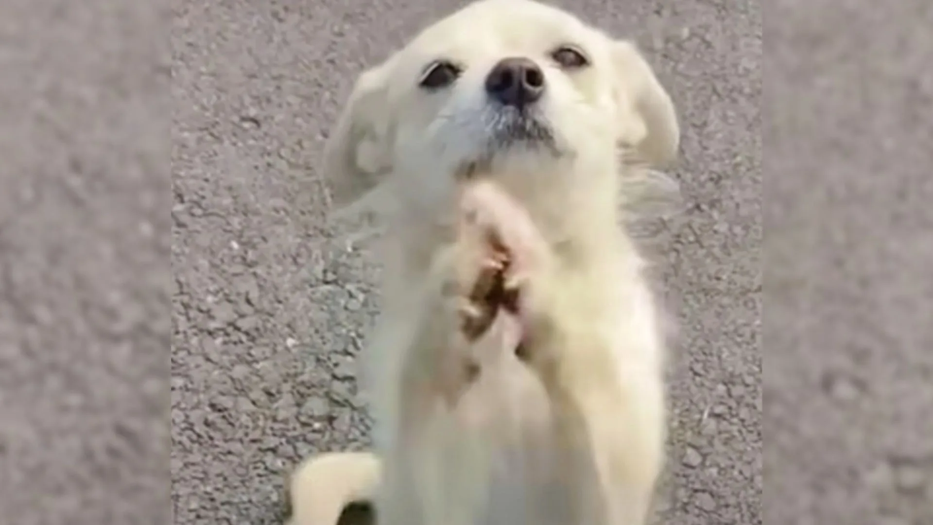 Mother Dog Blocks The Road And Begs Food For Her Little Puppies